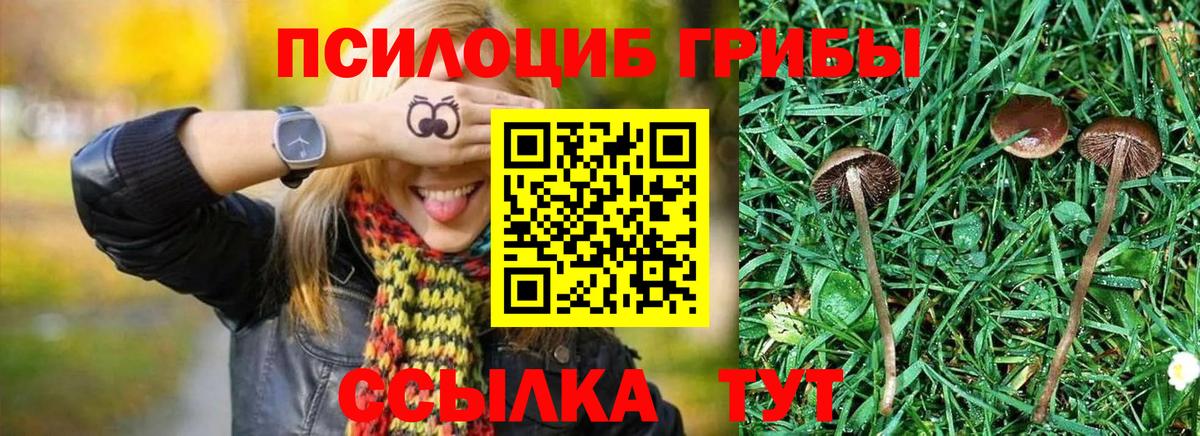 Псилоцибиновые грибы прущие грибы  Вход с VPN  Псилоцибиновые грибы Cubensis  Кириши 